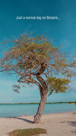 This is just another day on Bonaire ☀️ Where the ocean is always calling, the breeze carries calm, and every moment feels unhurried. Come experience island time the way it was meant to be💙 #itsinournature #bonaireisland #bonaire | Bonaire Island