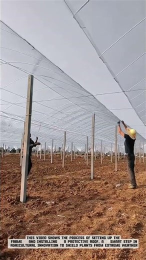 The Secret Behind Farmers Installing Plant Protection Plastic! 🌿✨ #smartfarming #gardeningtips