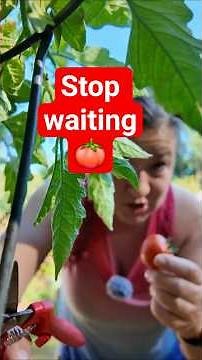 When to pick tomatoes for best flavor (Vine vs. Counter) 🍅