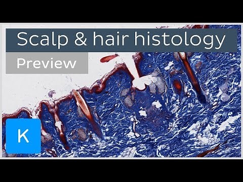 Scalp and hair: tissues and cells (preview) - Human Histology and Anatomy | Kenhub