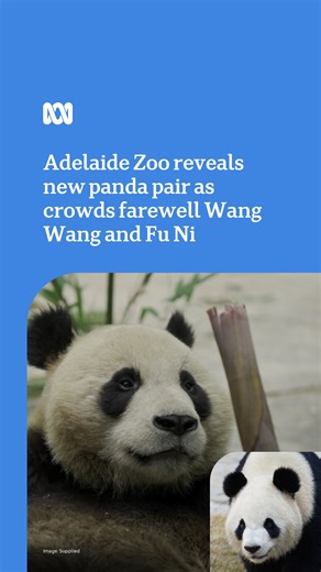 “We were very fortunate to bear witness to Wang Wang in all his full glory.” ❤️🐼 Crowds have farewelled much loved panda duo — Wang Wang and Fu Ni at a ‘teddy bears’ picnic’ this weekend, as the Adelaide Zoo revealed the names and pictures of Australia’s two new pandas, set to arrive later this year. 🤩🛬 Male panda Xing Qiu and female panda Yi Lan — both three years old — will travel from China in the coming months. 🐼🐼 🎙️🎬 Olivia Mason Read more: https://www.abc.net.au/news/2024-08-24/adel