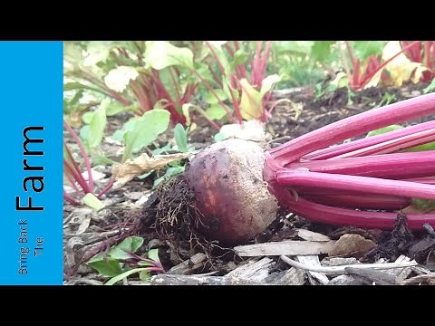 Farm to Fork Time Lapse of Beets