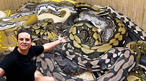 RETICULATED PYTHONS 🐍 are the largest snake in the world! Burmese pythons are the thickest, but reticulated pythons are known as the longest snakes in the world😮😮 They can get up to 25 feet long!! 👀 . . . . #beautiful #big #angry #giant #snake #new #huge #snakes #nature #wow #wildlife #fbpost #animals #animallovers #fun #wild #AmaZing #video #moment #facebook #cool #moments #eggs #fb #post #wildlife #fbvideo #wild #cool #babies #cute #colorful | The Reptile Zoo