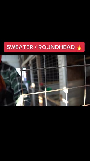 Sweater / Roundhead 🔥🔥🔥 #gamefowlbreeder #gamefowlnation #gamefowllife #AsilGamefowl #GreyGamefowl #RoundheadGamefowl #RadioGamefowl #whitegamefowl #johnnyjumper #winningtime #gilmoregamefowl #Lwf247 #family #unity #GodFirst #gamefowlbreeder #gamefowlnation #gamefowllife #AsilGamefowl #GreyGamefowl #RoundheadGamefowl #RadioGamefowlMi