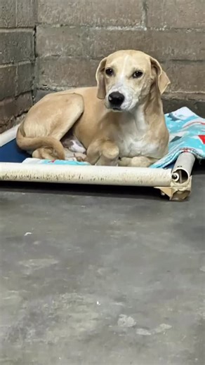 Kennel #: G71 71 is a soft-hearted, medium-sized basset/lab mix who’s been waiting patiently and wagging his tail at every visitor. He loves slow strolls, belly rubs, and quiet company. Could you be the person who shows him what a home feels like just in time for Christmas? He’s been here since 11/26/25 and we would love to find him a home for Christmas. This little girl was recently relinquished and is looking for a fresh start. A mixed breed puppy full of potential and love, she still needs to