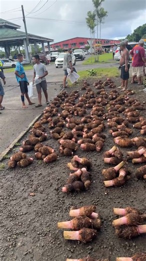 Ministry of Agriculture and Fisheries - Samoa on Reels