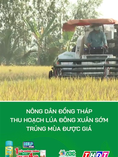 Nông dân Đồng Tháp thu hoạch lúa Đông Xuân sớm, trúng mùa được giá #truyenhinhdongthap #dongthap #thdt #mcv #mientaythdt