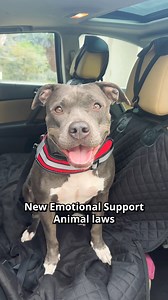 2.4K views · 8.9K reactions | Get qualified to live and travel almost anywhere with your pet in 3 easy steps (even if they have a “no pets” policy). Qualify online and instantly! Get doctor approval in 48 hours (or less) | Support Pets | Facebook