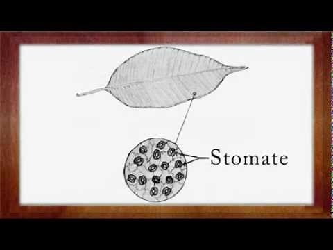Biologie Clasa a 5-a Lectia: Alcatuirea frunzei
