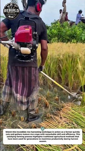 Fast Rice Harvest Technique