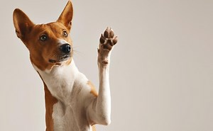 Perros nacen con "conocimiento" para comunicarse con los humanos desde cachorros