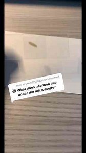 Microscopic Life Up Close – Science You Can See!