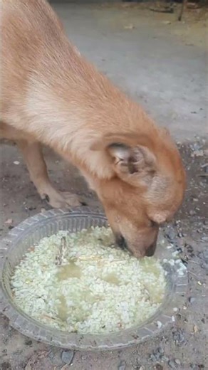 4 - “Feeding Pets With Joy — Cutest Reactions Ever! 🐾❤️”​ #Pets #PetFeeding #CutePets #happypets