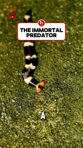 This animal is literally IMMORTAL! 💀