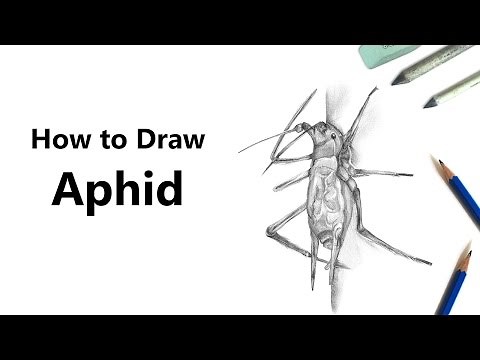 How to Draw a Aphid with Pencils [Time Lapse]