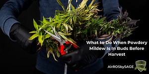 What to Do When Powdery Mildew is in Buds Before Harvest - AirROS by SAGE Industrial