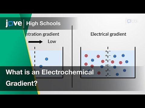 What is an Electrochemical Gradient? | Bio | Video Textbooks - Preview