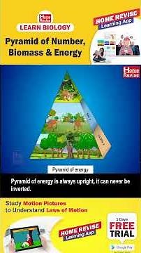 Pyramid of number | Biomass and Energy | Learn Biology with Home Revise