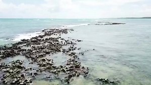 Desert beaches, warm waters, reefs forming natural pools in low tides and infinite series of palm trees are just a few of the attractions that make Praia do Patacho one of the most beautiful beaches in Brazil! https://goo.gl/ds5Awa 🌴🌊 ¡Playa desierta, agua tibia, arrecifes que forman piscinas naturales en la bajamar y una multitud de coqueros son algunos de los atractivos que hacen de la Playa de Patacho una de las más bonitas de Brasil! https://goo.gl/TueEny 🌴🌊 🎥: @rodrigo.b.deoliveira.3 (