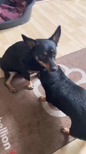 For such a little dog she’s got a big attitude 🤣 #lancashireheeler #lancashireheeleruk #vulnerablenativebreed #bestbreed | Shadsdale Lancashire Heelers