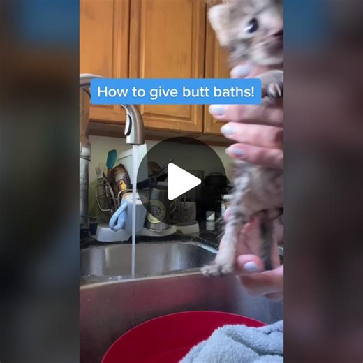 Kitten Care 101: Bathing Tips and Burn Treatment