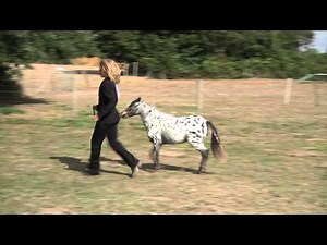 Les chevaux de l'élevage American Dream Miniatures au concours du CNCM