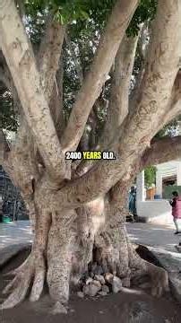 The World's Largest Living Organism #shorts