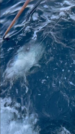 Pacific Voyager’s Bluefin Tuna Blitz: Epic Night & Day Fishing in San Diego!