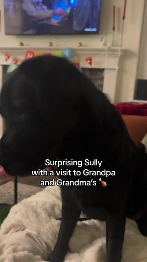8.7M views · 388K reactions | I have NEVER seen him so excited  #zoomies #labsofinstagram #blacklab #labrador #dogsofinstagram #funnyanimals #cute #wholesome | Sully the Black Lab | Facebook