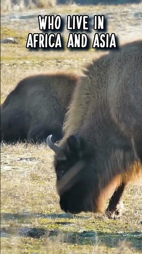 Bison: NOT A BUFFALO 🦬 Animal Fact Files #facts #animals #wildlife