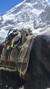 14 reactions | Yaks are returning from the Everest Base Camp! | Himalayan Joy Adventure Nepal | Facebook