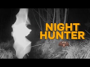 Unexpected Guest: Bat in Action – Night Hunt in Front of My Trail Camera 🦇📸