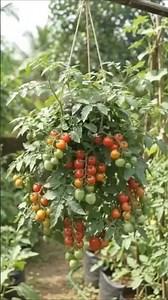 Grow tomatoes this way for a bountiful harvest 🍅| #tomato #gardening #farming #ideas #tips #shorts