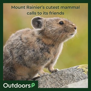 2.2K views · 4 comments | The American Pika is an adorable, rabbit-like animal that makes a fascinating sound when it opens it's mouth. Check out the videos on our site. . . . . Video Description: American Pika chewing Video By: Canva #mountrainier #mountrainiernp #mountrainiernationalpark #americanpika #pika | Outdoors.com | Facebook