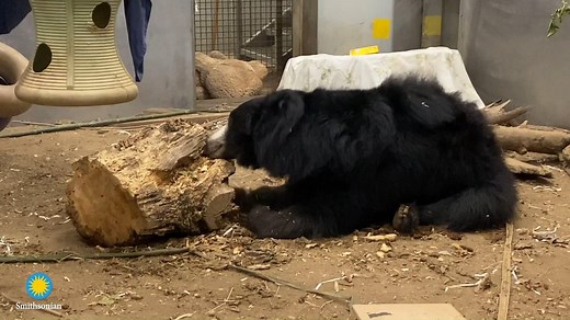 🐻🐜Niko is just in time for lunch! Sloth bears tear and rip away bark to expose their food. 👂Listen closely to Niko blowing the dirt and debris away, and then sucking up the uncovered termites! 😋 #NatZooZen #BringtheZootoYou #ClosedButStillCaring | Smithsonian’s National Zoo and Conservation Biology Institute