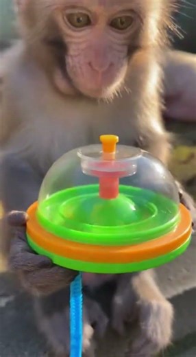 Monkey Plays with Toy Amidst Relaxing Pigs 🐷🐒 #MonkeyToy #AnimalPlay #CuteAnimals