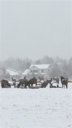 Wildlife Encounters in Hailey, Idaho