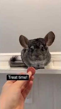 How to hold a chinchilla