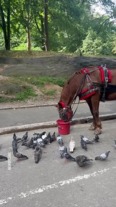 2K views | Horse eating food with birds | Lady Panda | Facebook