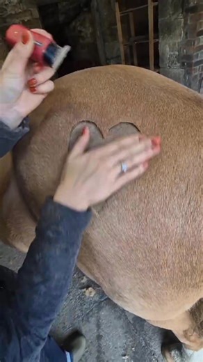 Share some LOVE! and Please vote for PRESTIGE EQUINE to win "BEST NORTH EAST EQUESTRIAN SERVICE 2026" at the North East Equestrian awards. 🩷 Go to link 🩷 Add your email 🩷 Under section 8 🩷 DONE! https://docs.google.com/forms/d/e/1FAIpQLSdzcFvS8d5BuXiJMbHJ0Q6eGVoN9pi1P3yl1gTob65q5MCyhA/viewform #EquestrianLife #liveryman #horsegrooming #horsereels #equineblogger | Prestige Equine