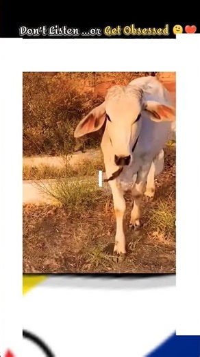 #cow 0i love this songs