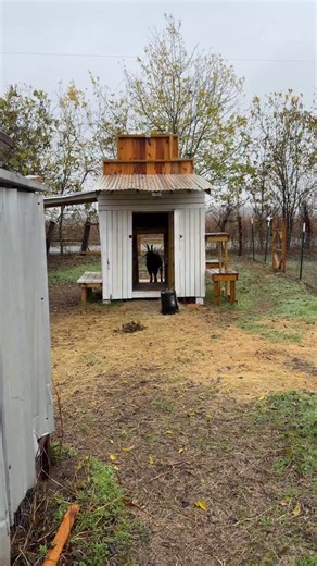Deano Jones on Instagram: "Feral Frank gets a paid rain day.#goatsofinstagram #feralfrank #goat #crownfoxhabitat #goatel"
