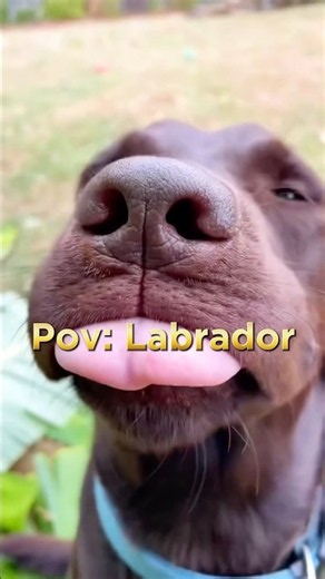 Funny Labrador video #dogs #labrador #funnyvideo