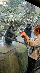 The monkey was shook 🐵 😳 | LADbible