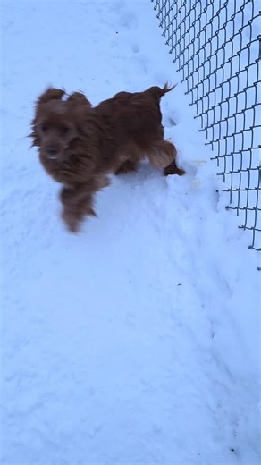 Sophie loves her sister, Willow, who has extreme patience and tolerance! #dogzkatz | Dogz & Katz Luxury Pet Boarding