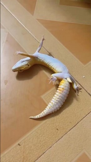 Funny moments #gecko #pets #lizard #reptiles #leopard #leopardgecko #funny #viralvideo