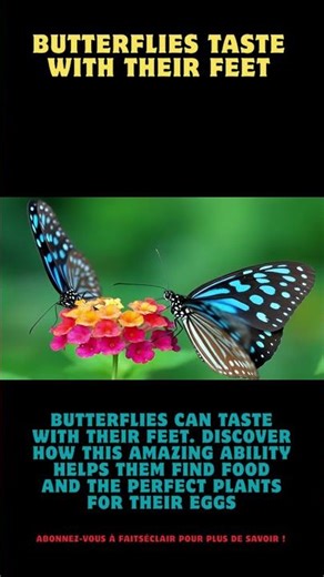 Butterflies Taste With Their Feet#DidYouKnow #MindBlowFacts #AnimalFacts
