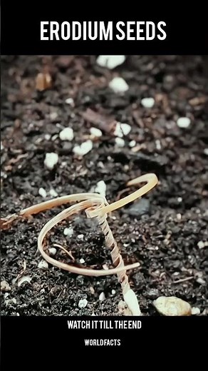 Erodium seeds #sciencefacts