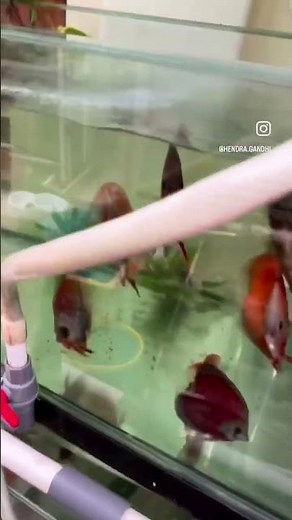 Red Cover discus fish on progress ❤️