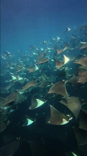 🌊 A Minute in a Documentary: Manta Ray Migration